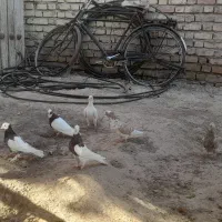 تعدادی کبوتر