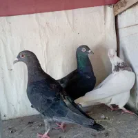 کفتر