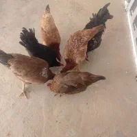 ۴عدد مرغ ۲عدد خروس