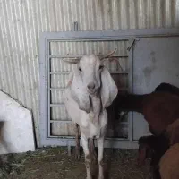 بز دوبر پاکستانی