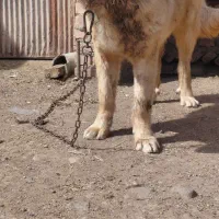 سگ سرابی