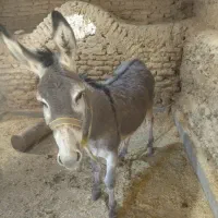 کره خر مادیون آرام
