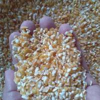 ذرت شکسته و ارد ذرت