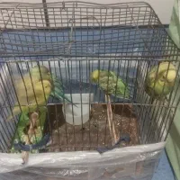 مرغ عشق