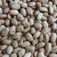 لوبیا چیتی بدون شکستگی وبوجاری شده