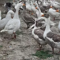 غاز