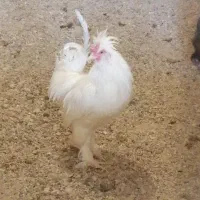 خروس