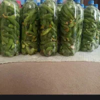 خیارشور تازه امسال سراب