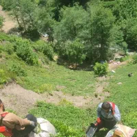 چای