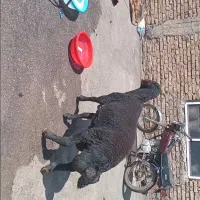 قوچ دامازلخ دودندان