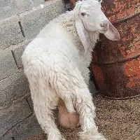 بره قوچ مری اصل