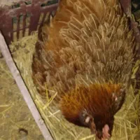مرغ کرچ لازم دارم گیلوان