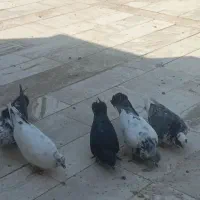 کبوتر