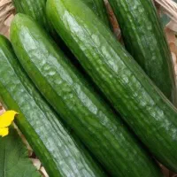 خیاره بوته ای  تازه و ترد باکیفیت