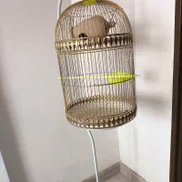 قفس پرنده