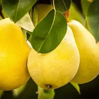 انواع نهال های گلابی
