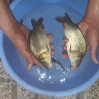بچّه ماهی کپور و آمور و غیره