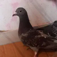 پلاکی سبز کوهی