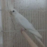 عروس البینو نر