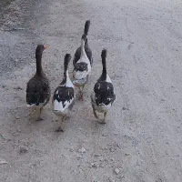 فروش غاز نر. وماده