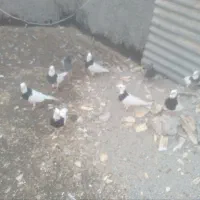 طوقی و پلاکی و پر
