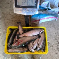 قزل آلا آب شور رنگین‌کمان اصل کیلویی ۳۸۰