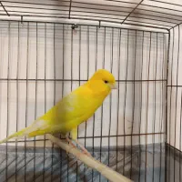 قناری نر رنگ عالی