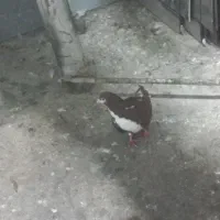 کبوتر شهری ماده