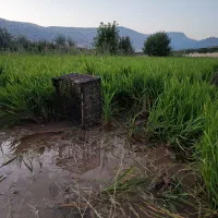 نشاء برنج(تویلکی)