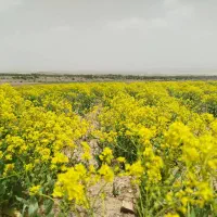 دو هکتار علوفه باغی که خشک شده