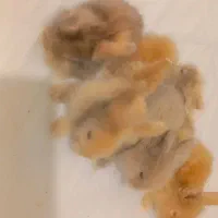 بچه خرگوش لپ اصیل