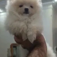 پامرانین خرسی و پودل