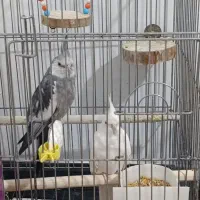 عروس هلندی مولد