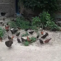 جوجه محلی  سالم