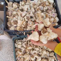سیر