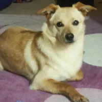 اشپیدز نر هشت ماهه شیطون و لوس و حرف گوش کن