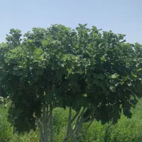 اجاره باغ انجیر هشت ساله وفروش۲۵۰مترلوله۶۳ شیردار