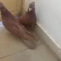 زاغ آبادانی