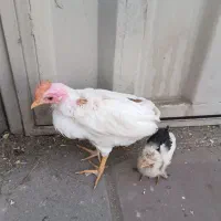 جوجه ماشینی، جوجه پا پر،کنسانتره ۳کیلو