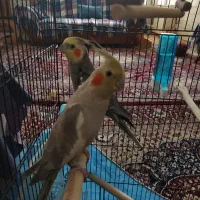 یک جفت عروس هلندی