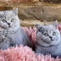 سلطان گربه بریتیش آبی سلطنتی