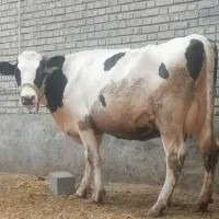 گاو هلشتاین شیری ابست