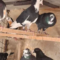 کفتر کبوتر گنجه بری