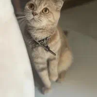 گربه اسکاتیش ماده
