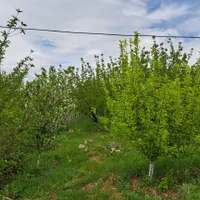 باغ ویلا/چهارباغ/کردان/کرج/کامرانیه|فروش خانه و ویلا|تهران, اوین|دیوار