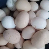تخم مرغ محلی و خروس محلی