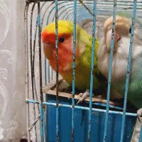 طوطی‌برزیلی‌جفت