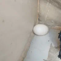 تخم کفتر تازه واسه امروز