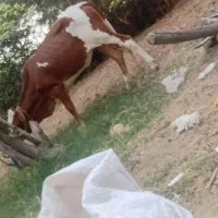 گاو فروشی
