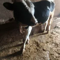 گوساله نر